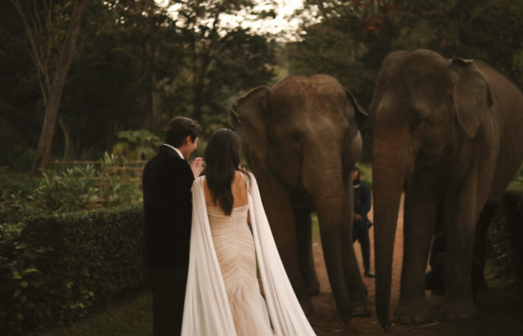 Bride and groom walking beside elephants during a luxury destination wedding celebration in a tropical garden setting - wedding planning timeline